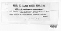 Image of Scleroderma verrucosum